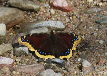 Mourning Cloak